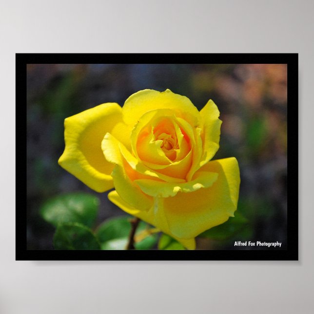 Yellow Floral Rose Poster (Front)