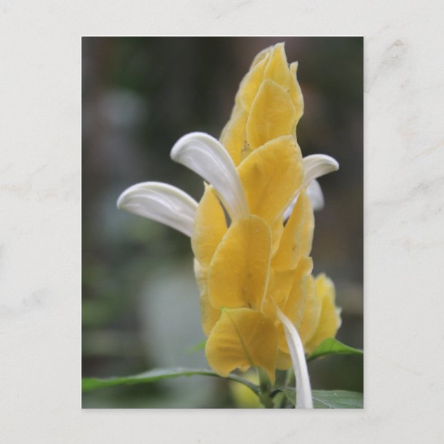 Yellow Flower # 2 Postcard (Front)