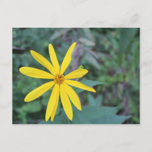 Yellow Flower #5 Postcard