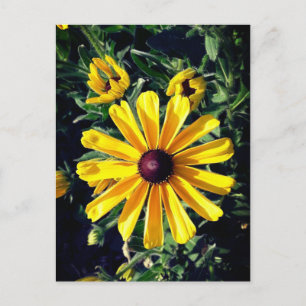 Yellow Flower Black-Eyed Susan Postcard