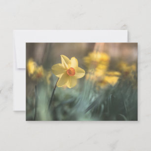 Yellow Flower Daffodil Nature Photo Card
