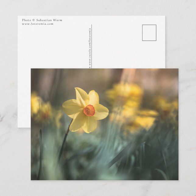 Yellow Flower Daffodil Nature Photo Postcard (Front/Back)