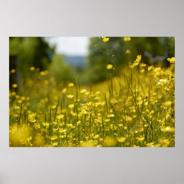 Yellow Flower Field Poster (Front)