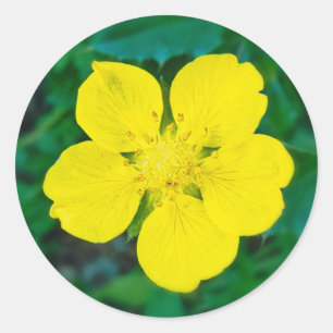Yellow Flower – Green Background Macro Photo Classic Round Sticker