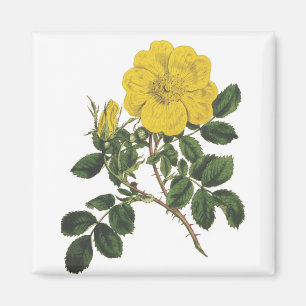 Yellow Flower Magnet