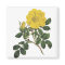 Yellow Flower