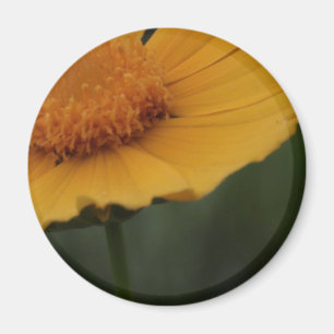 yellow flower magnet