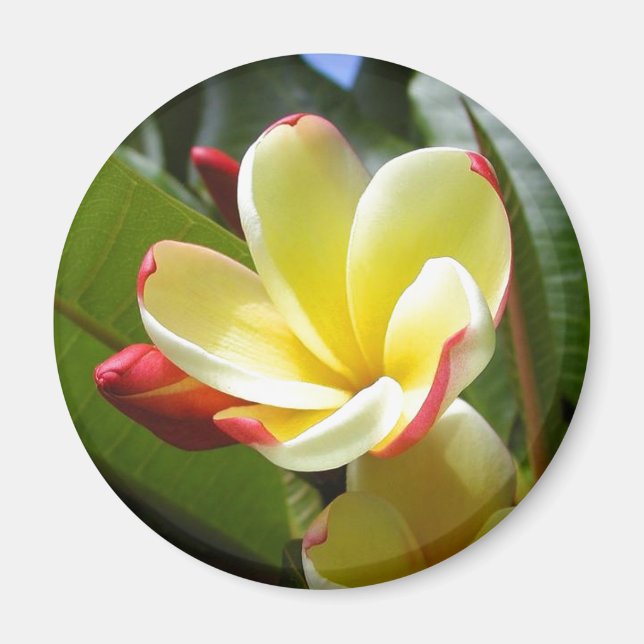 yellow flower magnet (Front)
