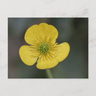 yellow flower of a buttercup in the garden postcard