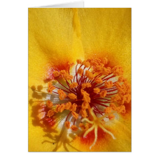 Yellow Flower Petals