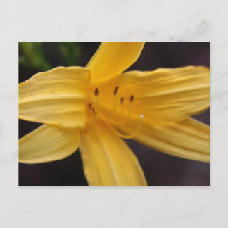 yellow flower postcard
