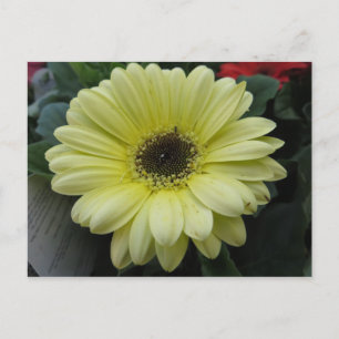 Yellow Flower Postcard