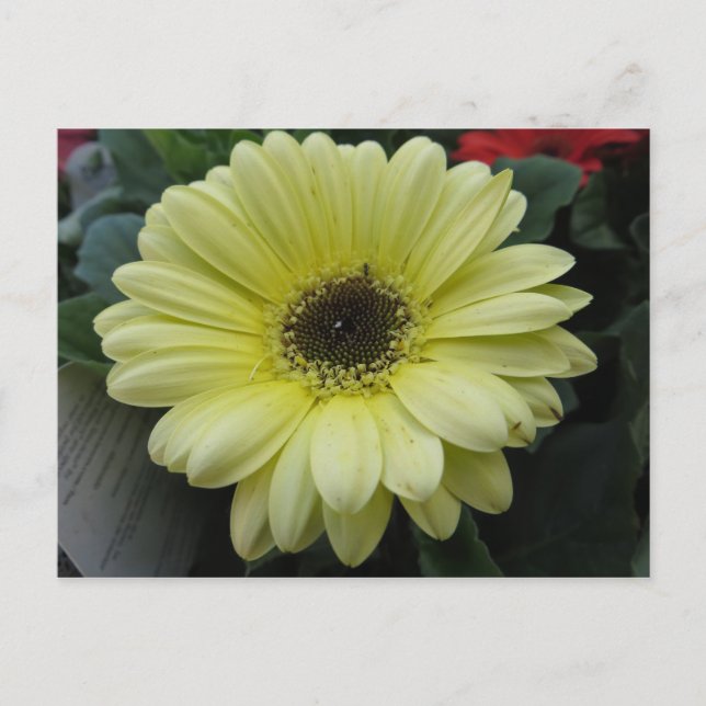 Yellow Flower Postcard (Front)