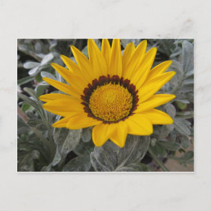 Yellow Flower Postcard