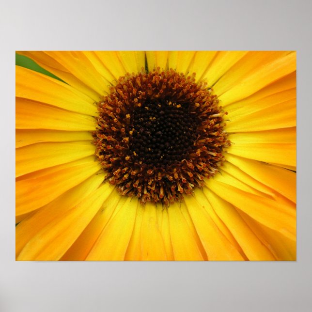 yellow flower poster (Front)
