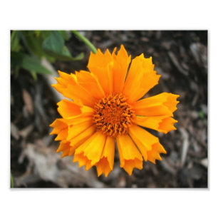 Yellow Flower Print