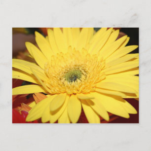Yellow Flower Sunflower Postcard