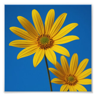 Yellow Flower under Sky Photo Print