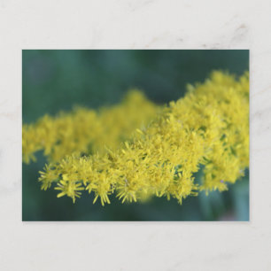 Yellow Flowers #13 Postcard