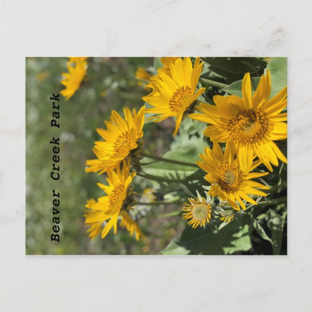 Yellow Flowers Bear Paw Mtns Postcard (Front)