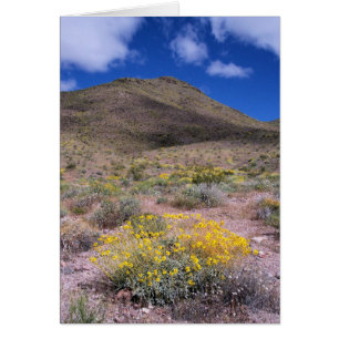Yellow Flowers in Death Valley