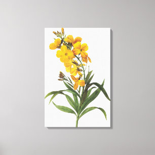 Yellow flowers (name unknown) Pierre Joseph Redout Canvas Print