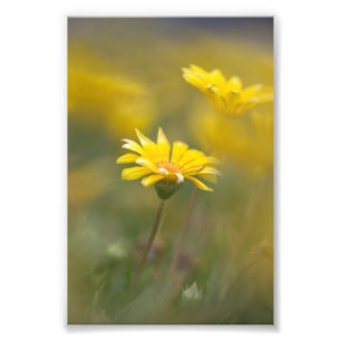 Yellow Flowers Photo Print