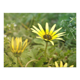 Yellow flowers photo print