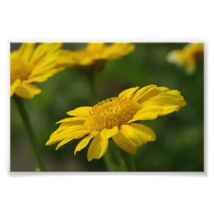 Yellow Flowers Photo Print