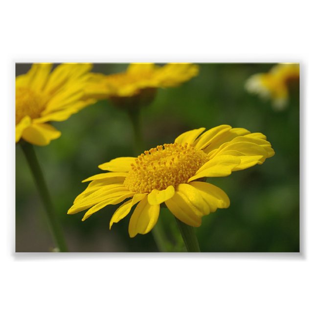 Yellow Flowers Photo Print (Front)