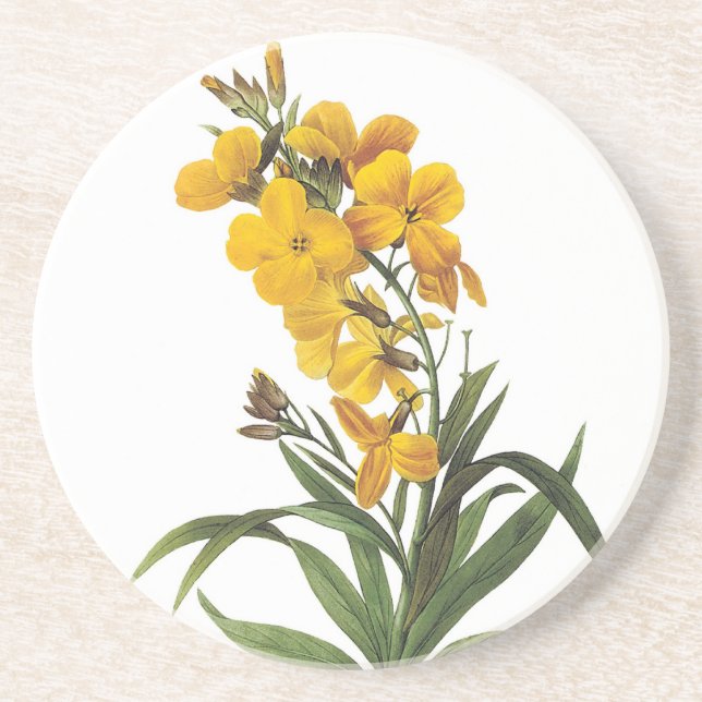 yellow flowers, Pierre Joseph Redouté Coaster (Front)