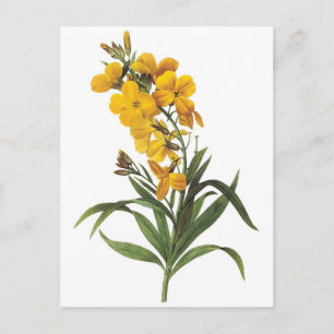 Yellow flowers,Pierre Joseph Redouté Postcard