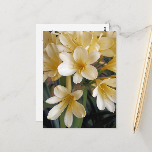 YELLOW FLOWERS POSTCARD (Front/Back In Situ)