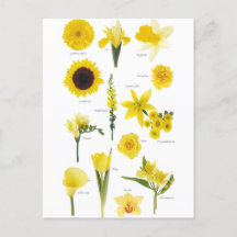 Yellow Flowers Postcard