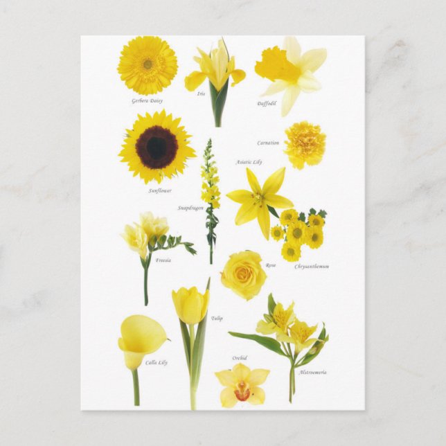 Yellow Flowers Postcard (Front)