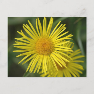 Yellow Flowers Postcard