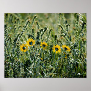 Yellow Flowers Poster
