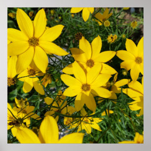 yellow flowers poster