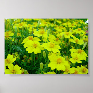 yellow flowers poster