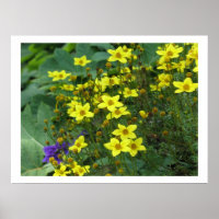 yellow flowers
