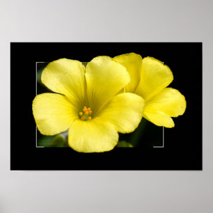 yellow flowers print