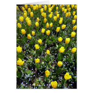 yellow flowers tulip