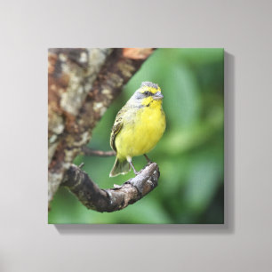 Yellow Fonted Canary Perched on a Tree Branch Canvas Print