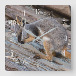 Yellow Footed Rock Wallaby Kangaroo Australia Square Wall Clock