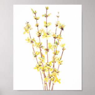 yellow forsythia watercolor painting poster