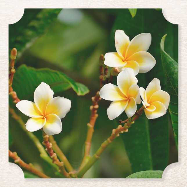 Yellow Frangipani Paper Coaster (Front)