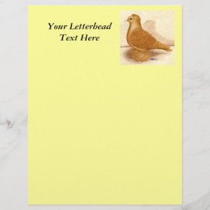 Yellow Frillback Pigeon