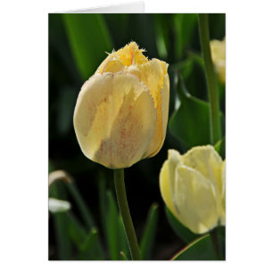 Yellow Fringed Tulip