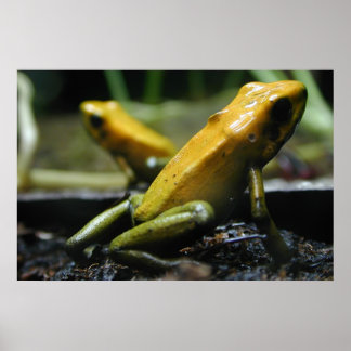 Yellow Frogs Poster