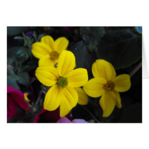 yellow garden flowers
